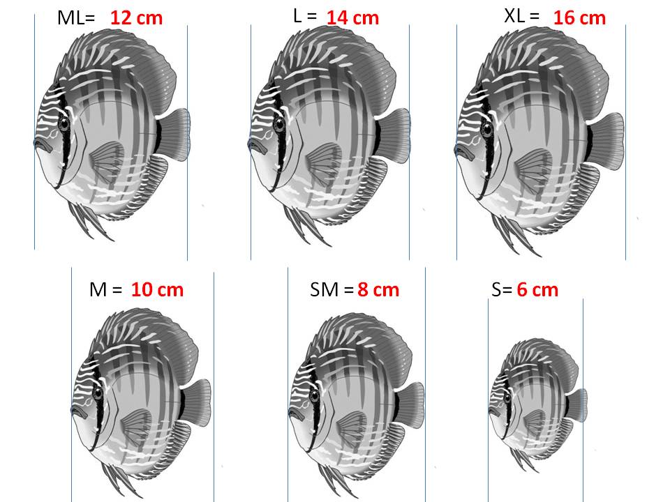 mesure discus.jpg