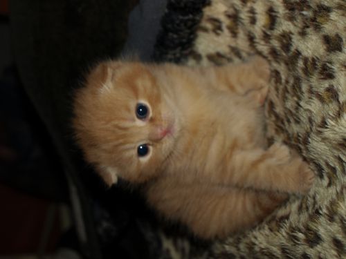 Garfield bébé
