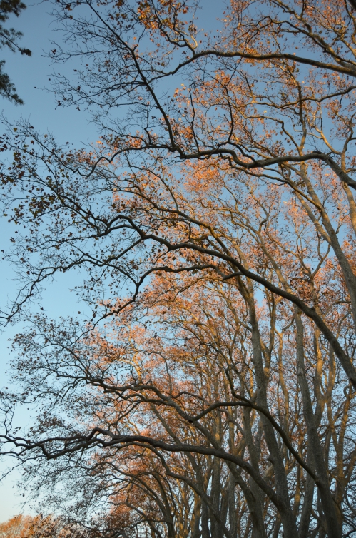 NOV 2013 a classer 012.jpg