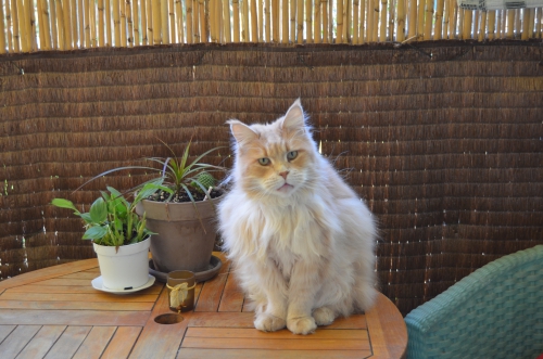 a classer mars 2014 042.jpg