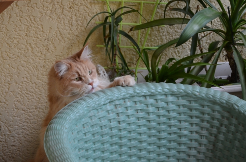 a classer mars 2014 008.jpg