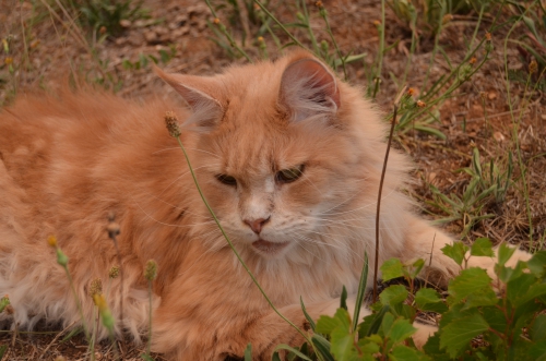 juillet 2014  02 012.jpg