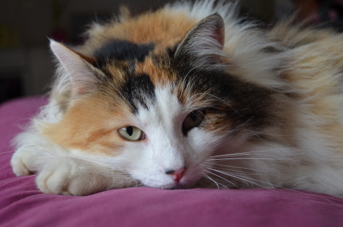 DSC_0012.JPG