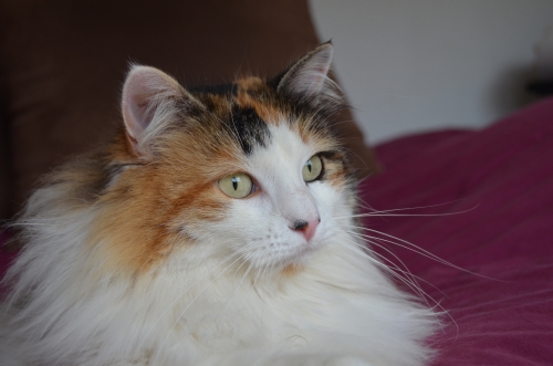 DSC_0018.JPG
