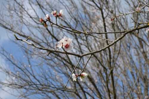 DSC_0093.JPG
