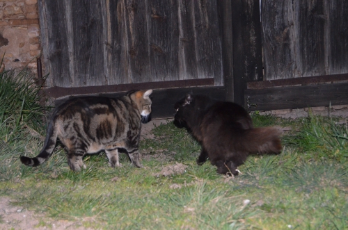 DSC_0111.JPG
