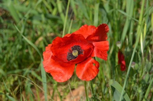 DSC_0610.JPG