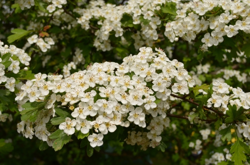 DSC_0617.JPG