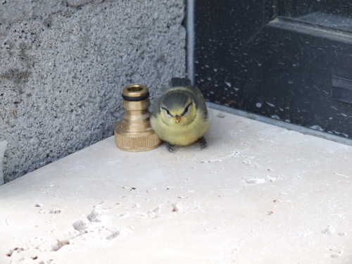 DSCF1020.JPG