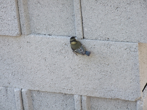 DSCF1021.JPG