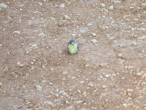 DSCF1022.JPG