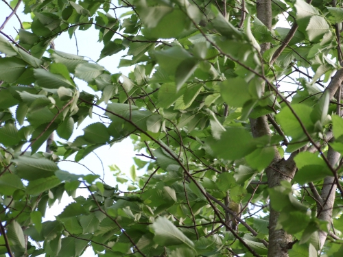DSCF1025.JPG