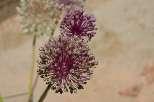 DSC_0740.JPG