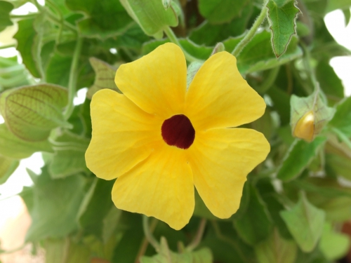 DSCF1153.JPG