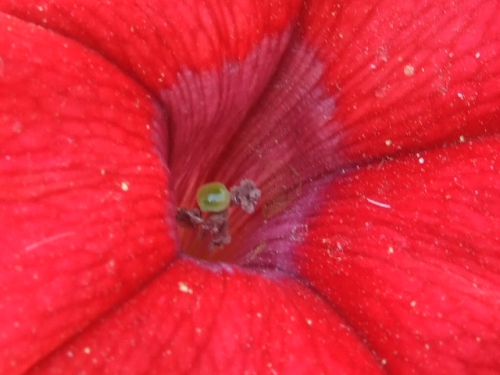 DSCF1158.JPG