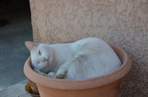 DSC_0703.JPG