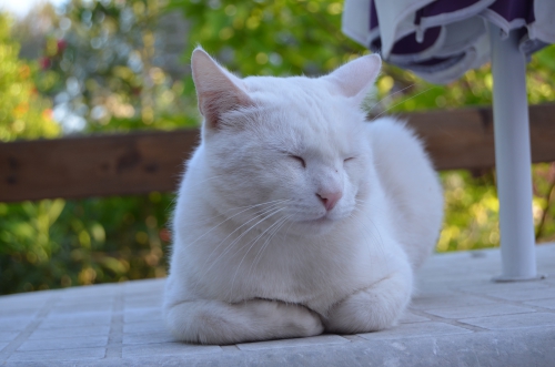 DSC_0718.JPG