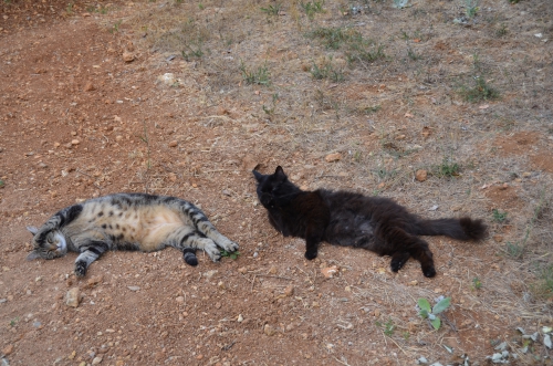 DSC_0821.JPG