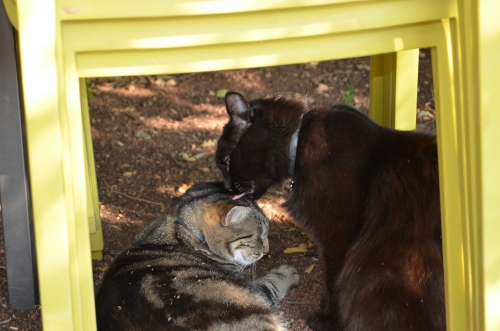 DSC_0805.JPG