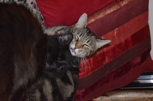 DSC_0863.JPG