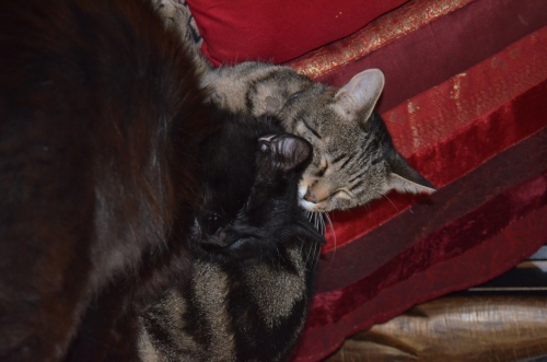 DSC_0869.JPG