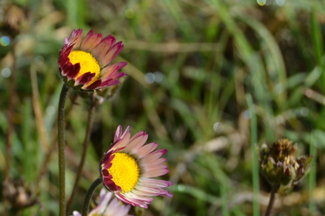 CSC_0019.JPG