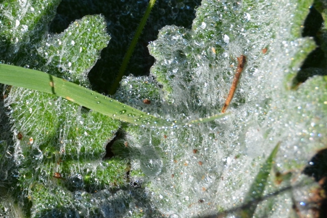 CSC_0040.JPG