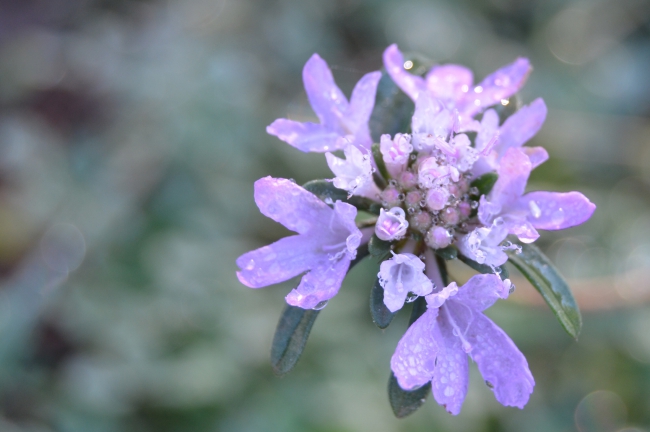 CSC_0042.JPG
