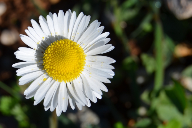 CSC_0055.JPG