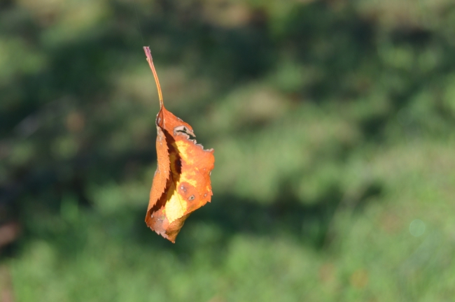 CSC_0052.JPG