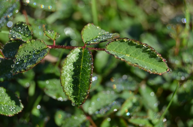 DSC_0037.JPG
