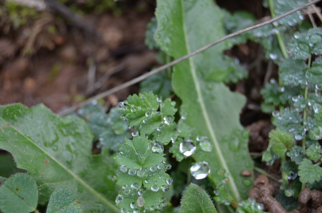 DSC_0042.JPG