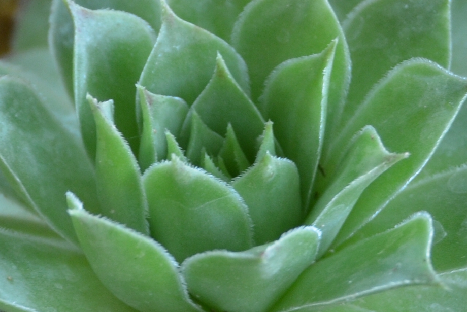 CSC_0007.JPG