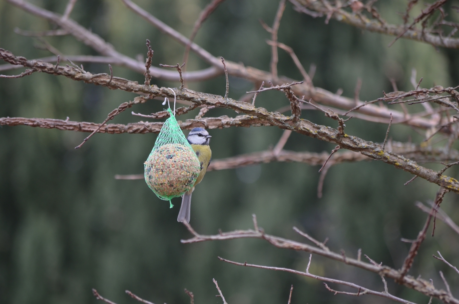 DSC_0016.JPG