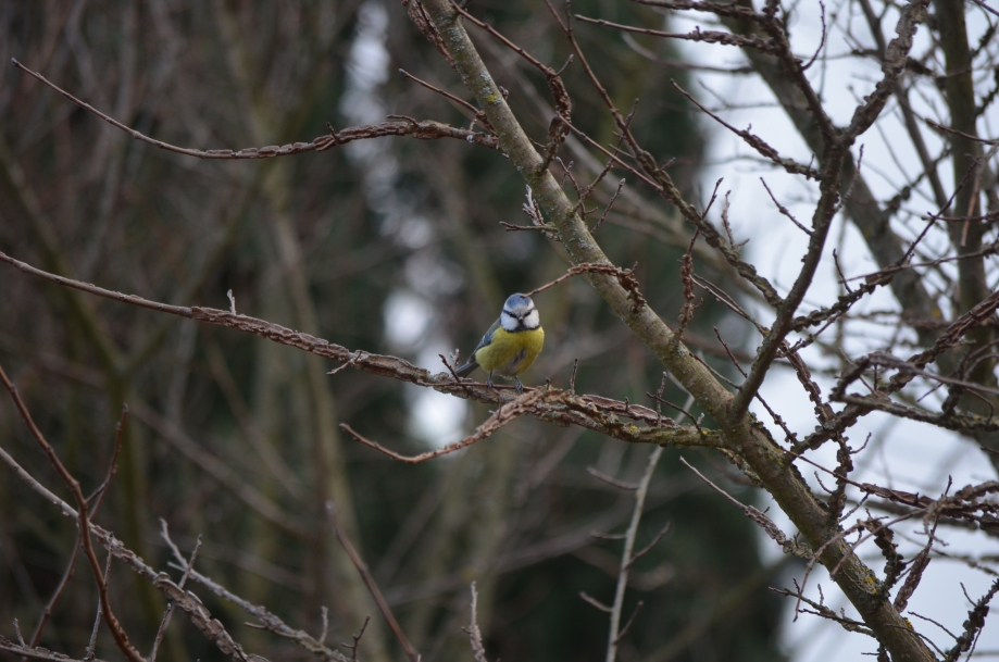 DSC_0004.JPG