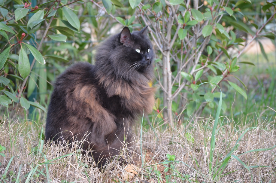 DSC_0009.JPG