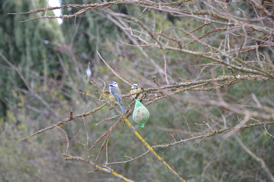 DSC_0025.JPG