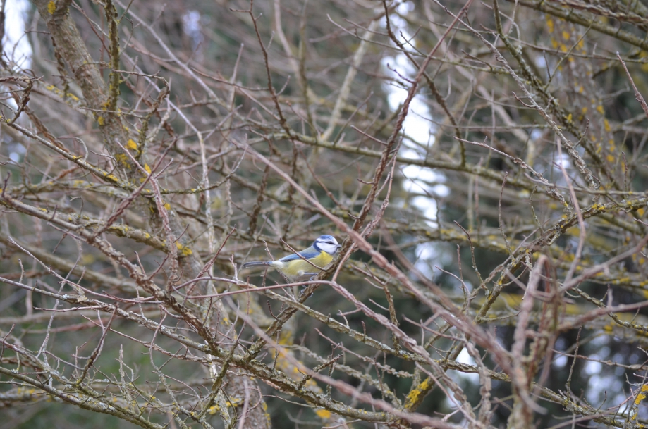 DSC_0027.JPG