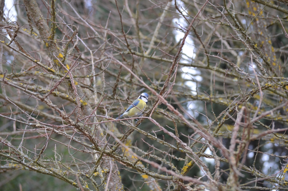 DSC_0029.JPG