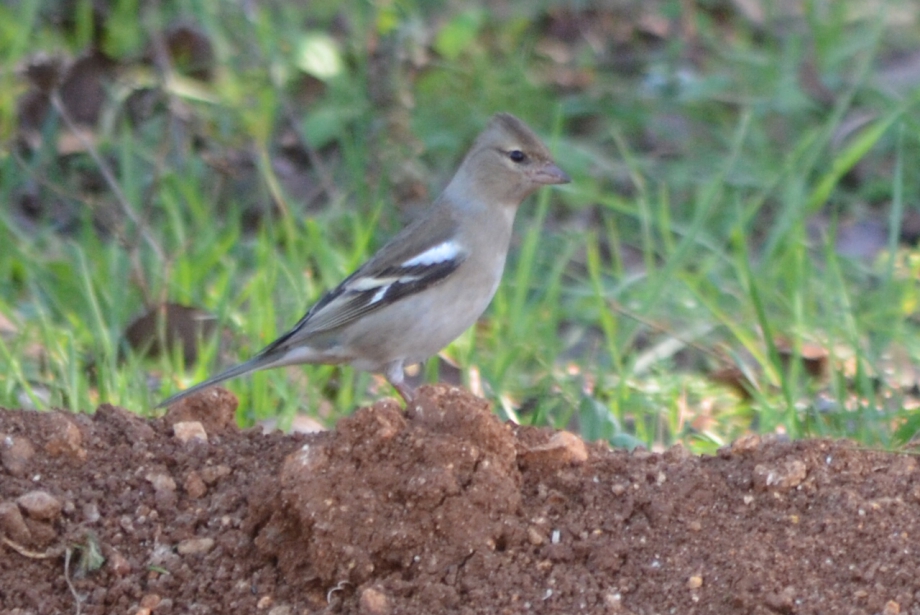 CSC_0058.JPG