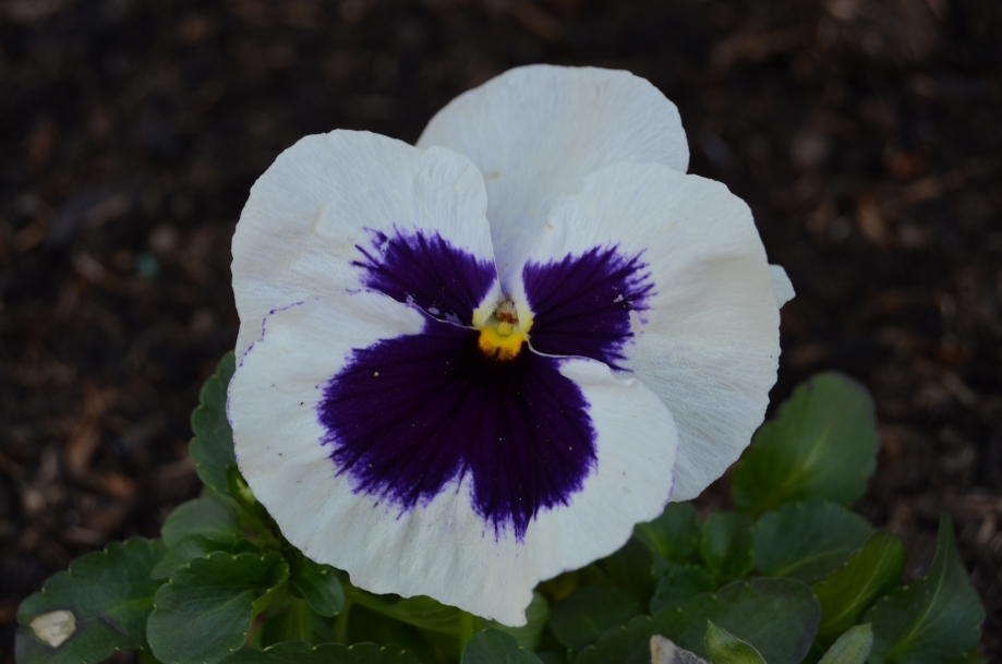 DSC_0215.JPG