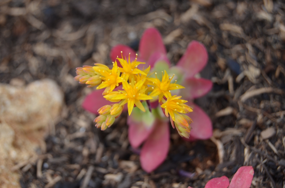 DSC_0216.JPG