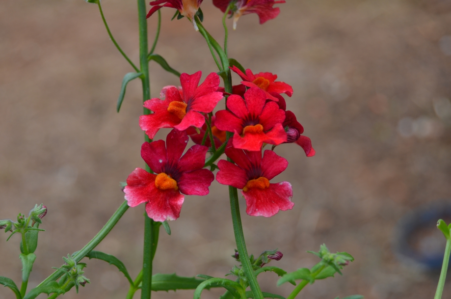 DSC_0032.JPG
