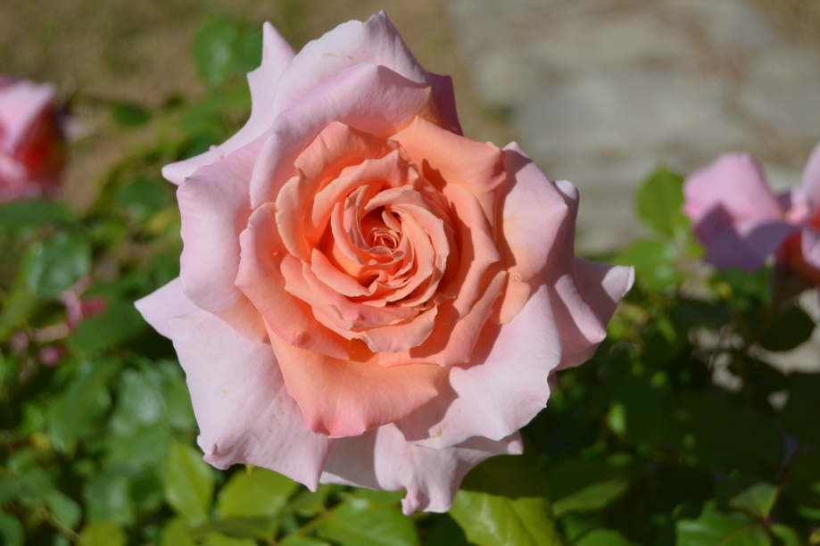 CSC_0136.JPG