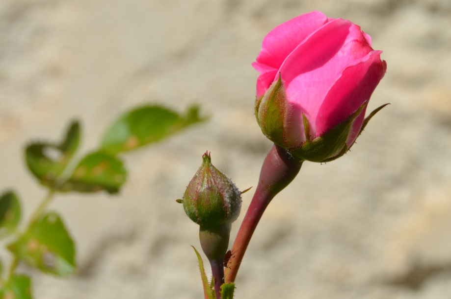 CSC_0110.JPG