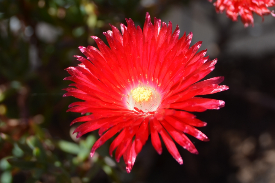 CSC_0155.JPG