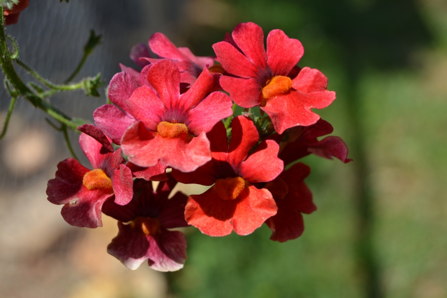 CSC_0154.JPG
