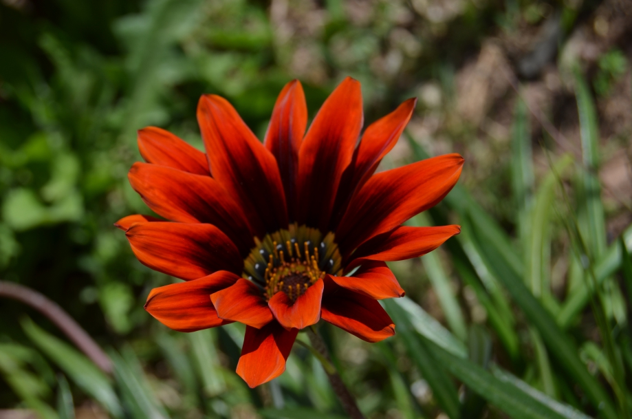 DSC_0098.JPG