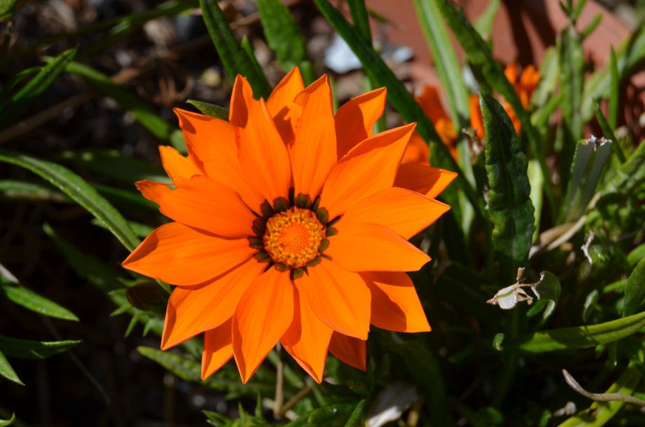 DSC_0099.JPG