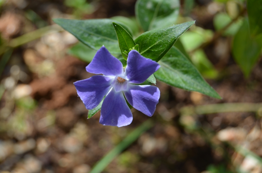 DSC_0050.JPG